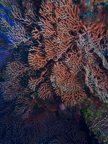 Gorgonian Coral IMG_4436.jpg